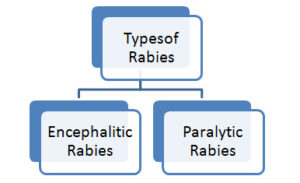 Rabies PPT | Presentation | PDF | Download